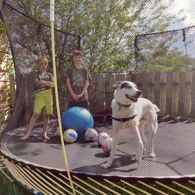 Zep on the trampoline