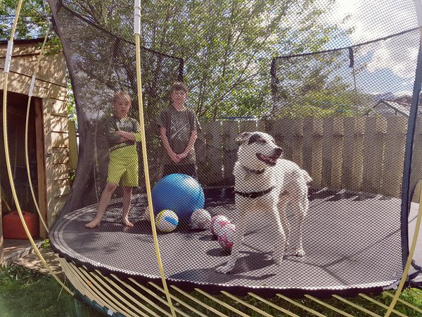 Zep on the trampoline