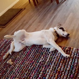 Zep wits for a tummy rub