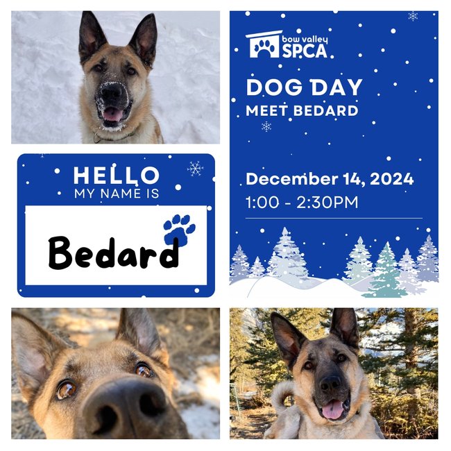 2024 - Dog Day Bedard Meet - Social Media