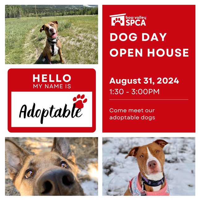 2024 Dog Day Open House