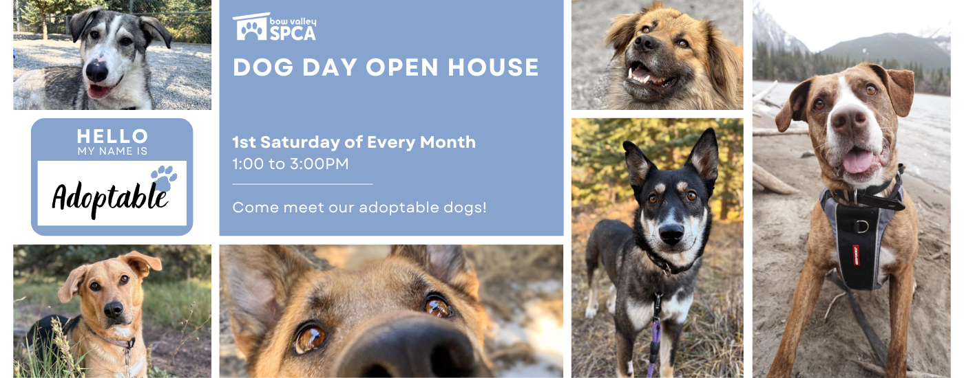 2024 Dog Day Open House (1)