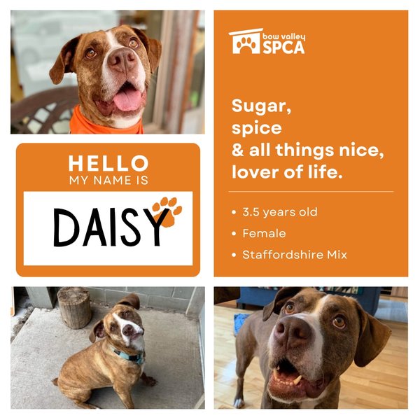 2024 Open House - Daisy