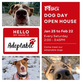 2025 Jan to Feb - Dog Day [Instagram Square]