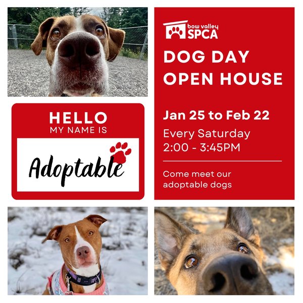 2025 Jan to Feb - Dog Day [Instagram Square]