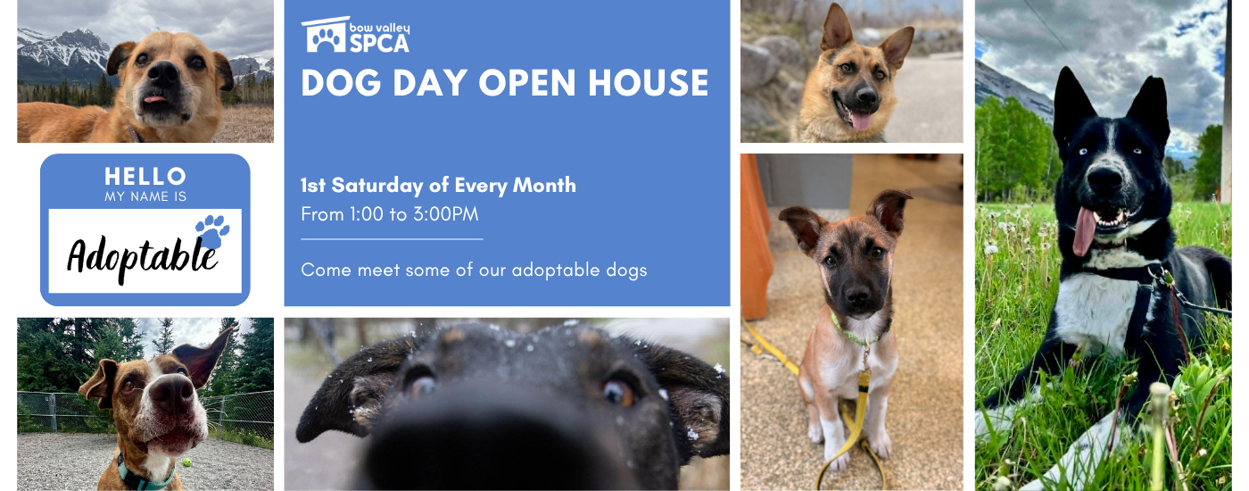 2026 Dog Day Open House