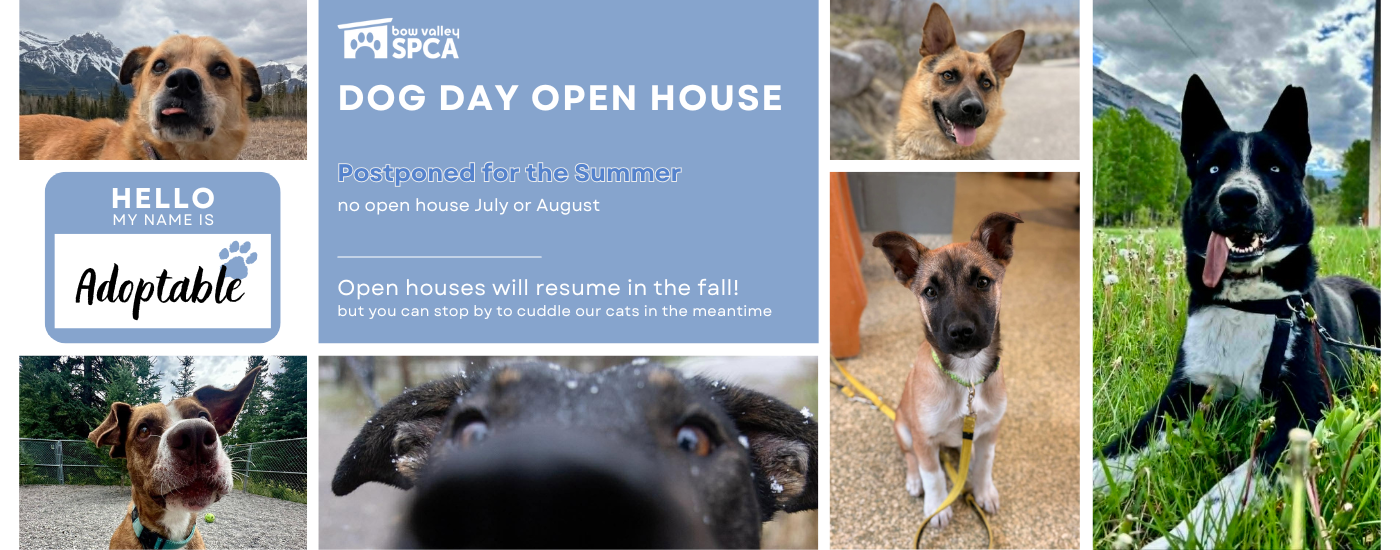 2026 Dog Day Open House postponed