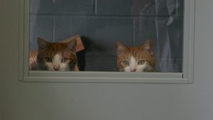 Two cats