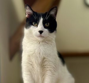 Kiwi - 3