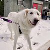 Falkor - 1