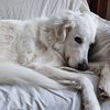 Falkor - 7