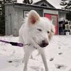 Falkor - 2