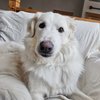 Falkor - 5