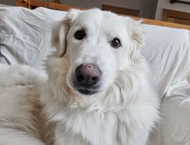 Falkor - 5