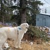 Falkor - 3