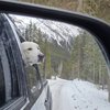 Falkor - 9
