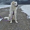 Falkor - 8
