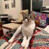 Tilly - 4