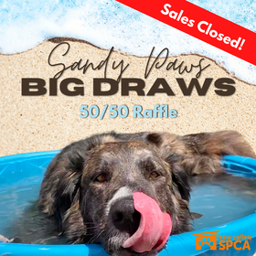 5050 Raffle - Facebook Post (1080 x 1080 px) news website
