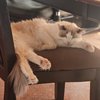 Chester Cattington - 7