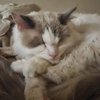 Chester Cattington - 9