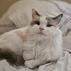 Chester Cattington - 5