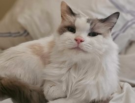 Chester Cattington - 5
