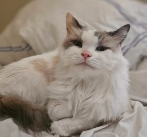 Chester Cattington - 5