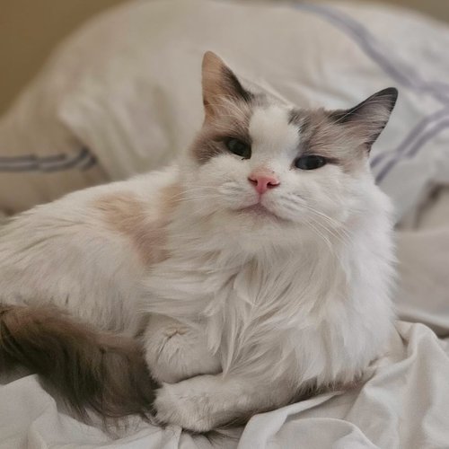 Chester Cattington - 5