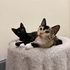 Jyn and Yoda