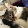 Tilly - 3