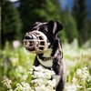 Hope - Muzzle