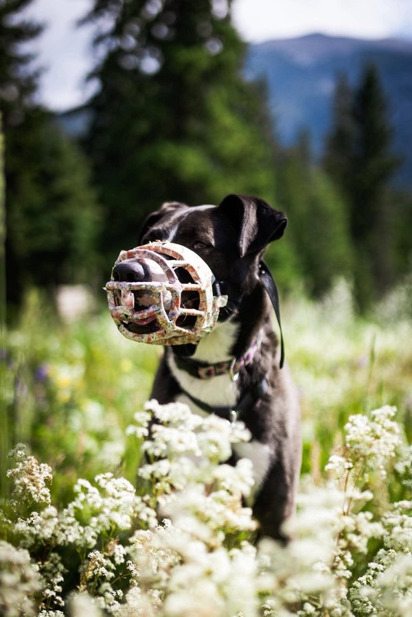 Hope - Muzzle