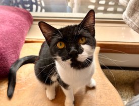 Miss Meows - 4