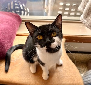 Miss Meows - 4
