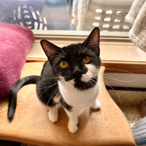Miss Meows - 4