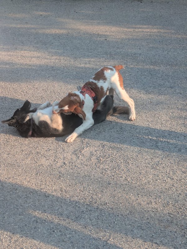 Puppy Playgroup - 01