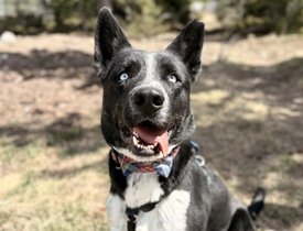 Jasper - 6