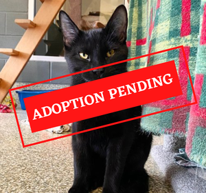 ADOPTION PENDING-10