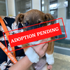 ADOPTION PENDING-11