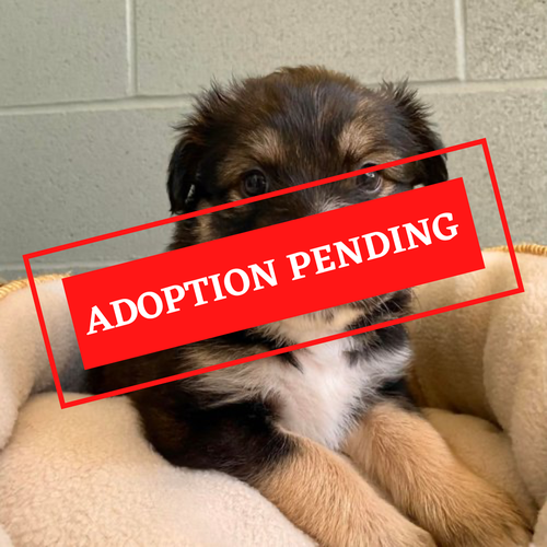 ADOPTION PENDING-12