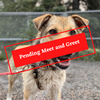 ADOPTION PENDING-13