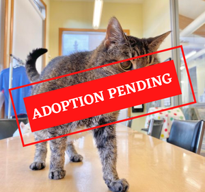ADOPTION PENDING-4