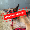 ADOPTION PENDING-8