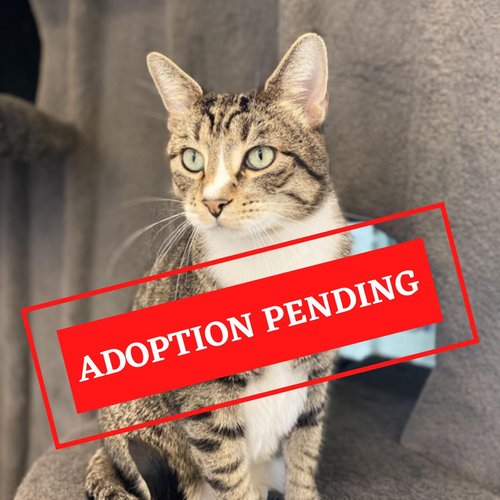 ADOPTION PENDING