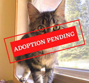 ADOPTION PENDING - 2021-08-13T123922.409.png