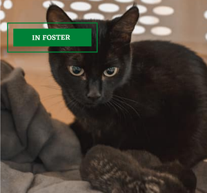 ADOPTION PENDING - 2021-08-25T111451.341.png
