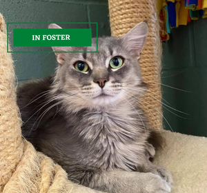 ADOPTION PENDING - 2021-09-01T142126.969.png