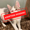 ADOPTION PENDING - 2021-09-22T111214.531.png