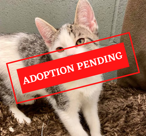 ADOPTION PENDING - 2021-09-22T111214.531.png